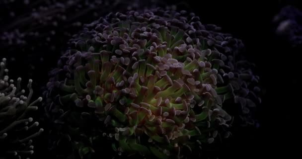 Ηλιοφούνια Anemone Mushroom Coral Μακρύ Κοράλλι Δίσκου Πλοκαμιού Heliofungia Actiniformis — Αρχείο Βίντεο