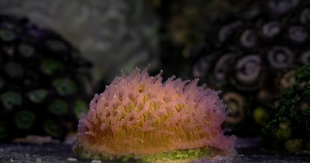Помаранчевий Великий Одиночний Поліп Грибного Коралу Fungia Підземний Світ Життя — стокове відео