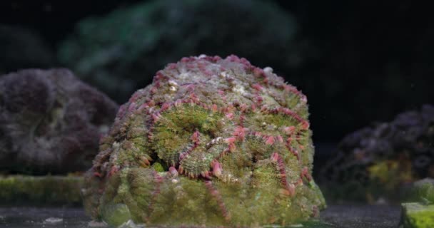 Seta Rodactis Coral Coral Acuario Mundo Submarino Vida Arrecife Coral — Vídeos de Stock