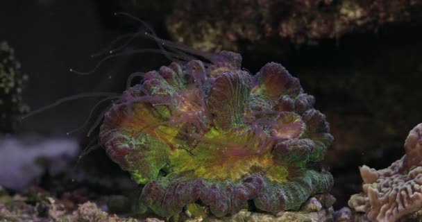 Beautiful Pectinia Lps Coral Coral Reef Aquarium Tank Coral Aquarium — Stockvideo