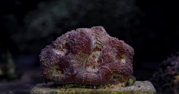 Coral Acanthastrea Bowerbanki Coral Acuario Mundo Submarino Vida Arrecife Coral — Vídeos de Stock