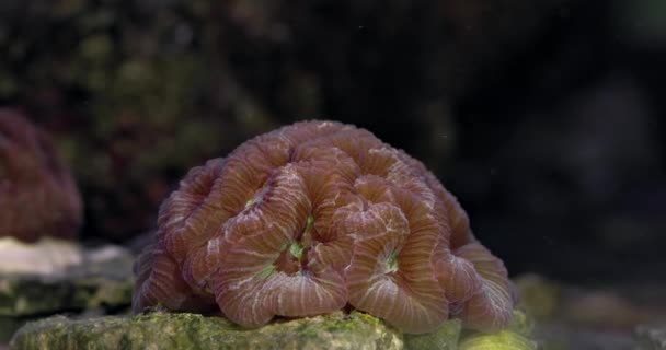 Korall Acanthastrea Bowerbanki Korall Akvarium Undervattensvärlden Livet Ett Korallrev — Stockvideo