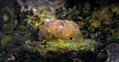 Mercan Acanthastrea Bowerbanki. Akvaryumdaki mercan. Deniz altı dünyası. Mercan kayalıklarında yaşam.