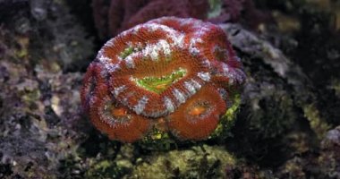 Red colorful acanthastrea micromussa lordhowensis. Purple and Green Blastomussa wellsi (LPS coral) in a reef aquarium. Coral in aquarium. Undersea world. Life in a coral reef.