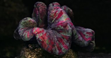 olorful Trachyphyllia Geoffroyi a large stony coral in home aquarium. Brain Coral.