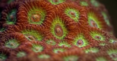 Red - Green War Coral. Favites pentagona coral. Fragging War Corals - Macro.