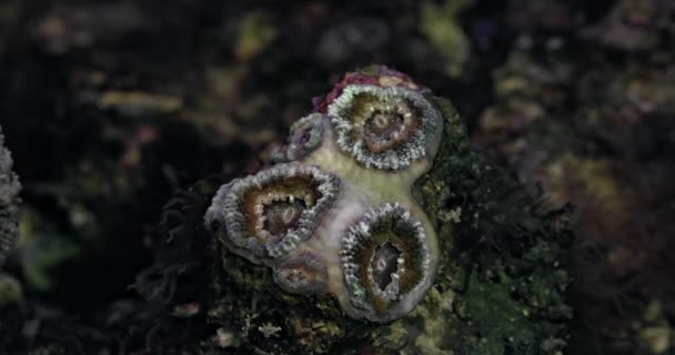 サンゴ アカンタステリア ボーバーバンク 水族館のサンゴ 海底世界 サンゴ礁での生活 — ストック動画