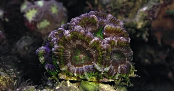 Coral Acanthastrea Bohbanki Коралл Аквариуме Подводный Мир Жизнь Коралловом Рифе — стоковое видео