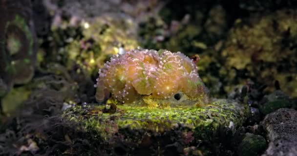 Koraal Acanthastrea Bowerbanki Koraal Het Aquarium Onderzeese Wereld Leven Een — Stockvideo