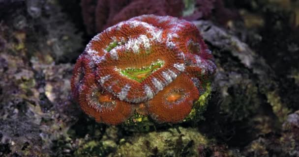 Красный Красочный Acanthastrea Micromussa Lordhowensis Фиолетово Зеленая Бластома Lps Coral — стоковое видео