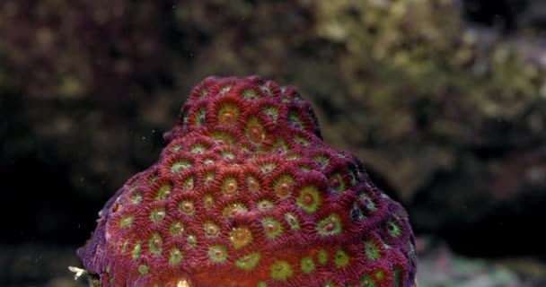 Red Green War Coral Favites Pentagona Coral Fragging War Corals — Vídeo de stock