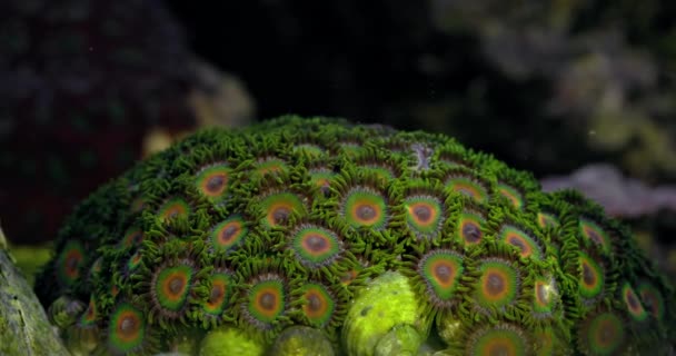 Zoanthus Polyps Coral Reef Aquarium Tank Coral Aquarium Undersea World — Stock videók