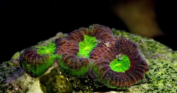 Coral Dragon Soul Favia Coral Aquarium Undersea World Life Coral — Vídeos de Stock