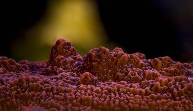 Red montipora with white polyps. Montipora Neon Polyp True Undata - (Montipora undata). Coral in aquarium. Undersea world. Life in a coral reef.