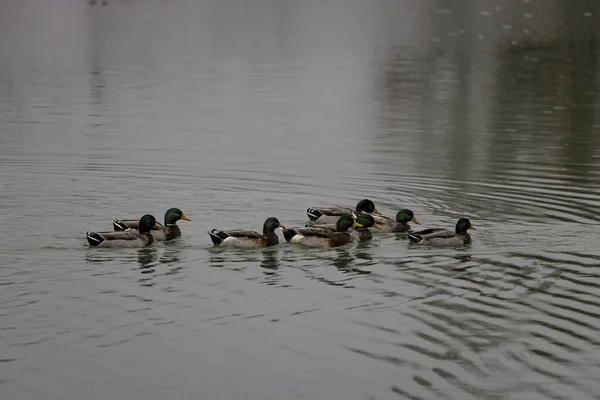 Vista Cerca Del Rebaño Patos Nadando Agua Patos Nadando Lago — Foto de Stock