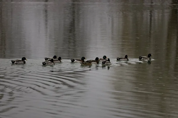 Close View Flock Duck Swimming Water Ducks Swimming Lake — Stock Photo, Image