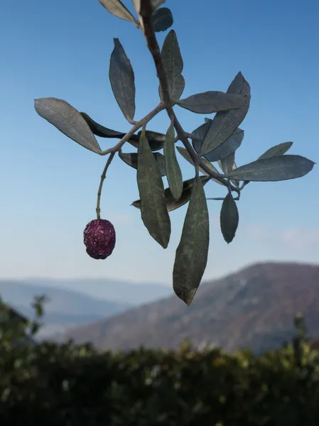 Stagionatura olive sul ramo — Foto Stock