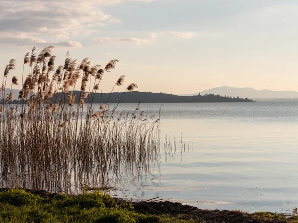 Alacakaranlıkta göl bullrushes — Stok fotoğraf