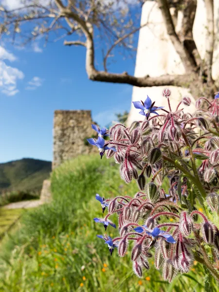 ルリヂサ borago オフィシナリス starflower 城の壁の近く ストック写真