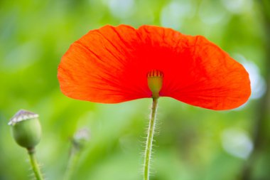 Kırmızı poppie
