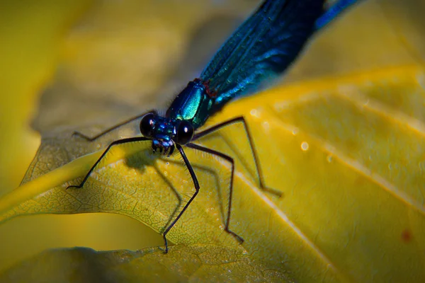 Insekten — Stockfoto