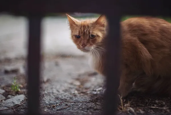 Ritratto Gatto Selvatico Rosso Bel Gatto Senzatetto Siede Solo Dietro — Foto Stock