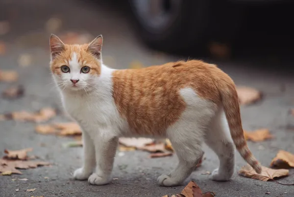 Retrato Gato Salvaje Rojo Blanco Gato Sin Hogar Las Calles —  Fotos de Stock