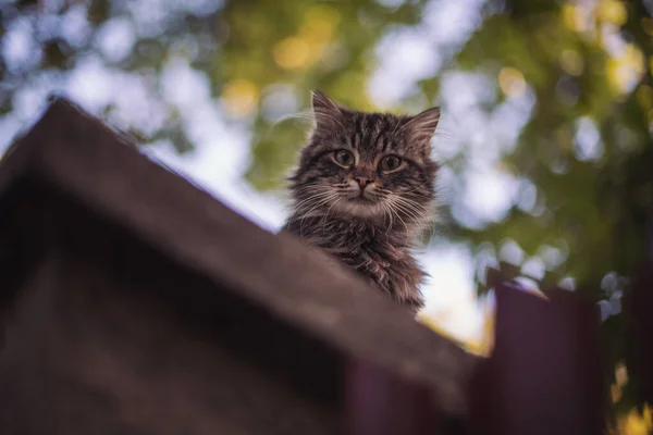 野猫的肖像 街上无家可归的猫 这只猫在等新主人 — 图库照片