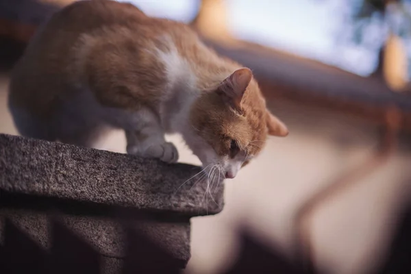 Porträtt Vild Rödvit Katt Hemlös Katt Gatan Katten Väntar Nya — Stockfoto