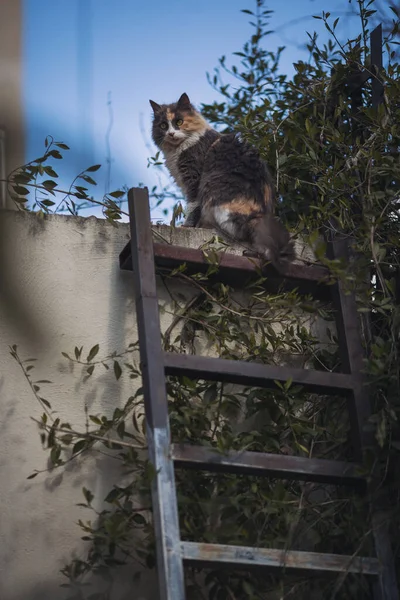 Ritratto Gatto Selvatico Colorato Gatto Senzatetto Strada Gatto Seduto Cima — Foto Stock