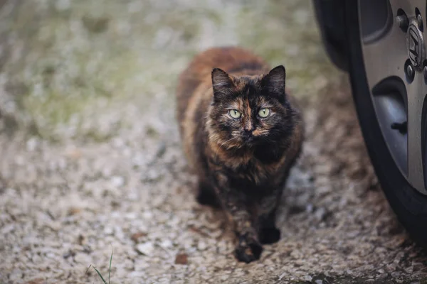 고양이의 거리의 집없는 고양이 주인을 기다리는 고양이 — 스톡 사진