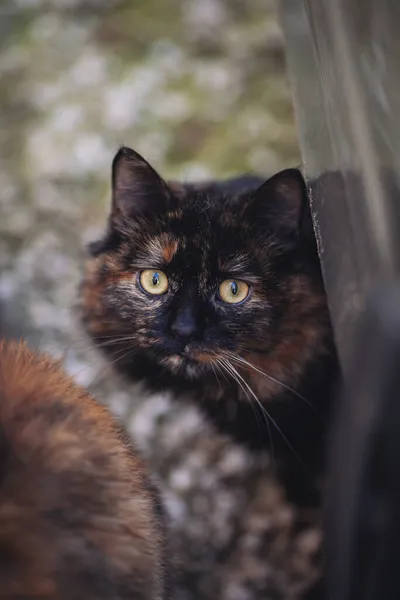 Πορτρέτο Μιας Αγριόγατας Άστεγη Γάτα Στους Δρόμους Γάτα Περιμένει Τους — Φωτογραφία Αρχείου