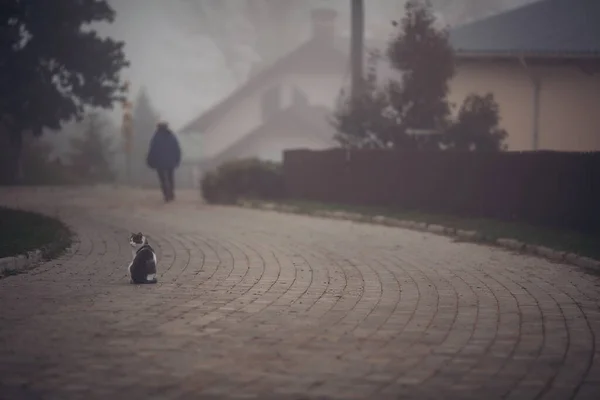 Портрет Дикой Одинокой Кошки Бездомный Кот Улице Ждет Новых Владельцев — стоковое фото