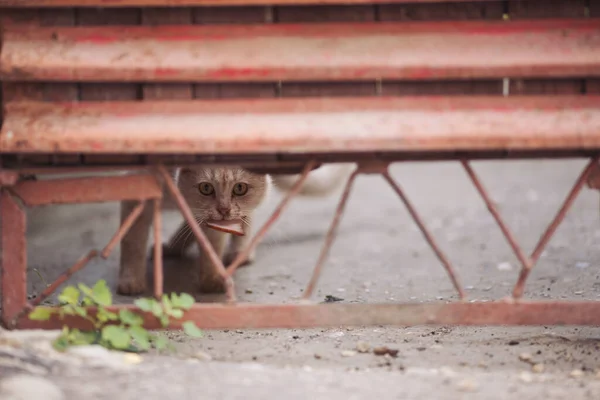 Retrato Gato Com Fome Selvagem Gato Sem Abrigo Nas Ruas — Fotografia de Stock