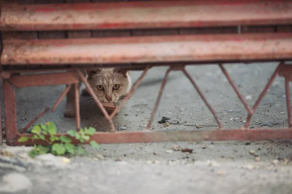 Retrato Gato Hambriento Salvaje Gato Sin Hogar Las Calles Gato — Foto de Stock