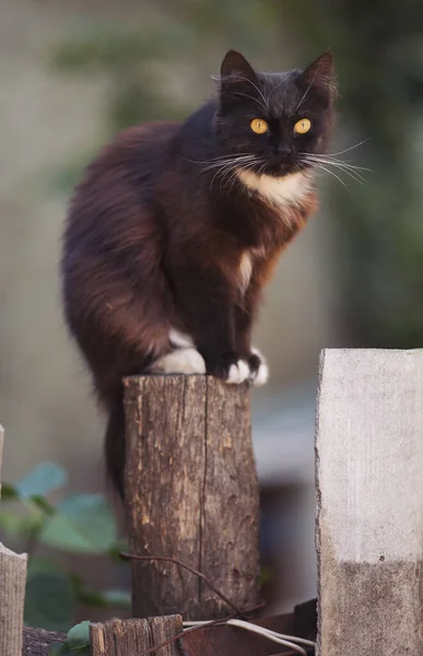 无家可归的黑白猫坐在栅栏上 野猫的肖像 街上无家可归的猫 那只黄眼睛的漂亮猫在等新主人 — 图库照片