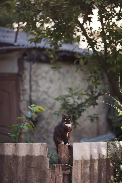 Gatto Senzatetto Bianco Nero Siede Sulla Recinzione Ritratto Gatto Selvatico — Foto Stock