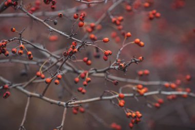 Sonbaharın sonundaki dikenli meyveler. Hawthorn 'la romantik bir sonbahar. Eğri büğrü böğürtlenler bir çalılıkta sonbaharda.