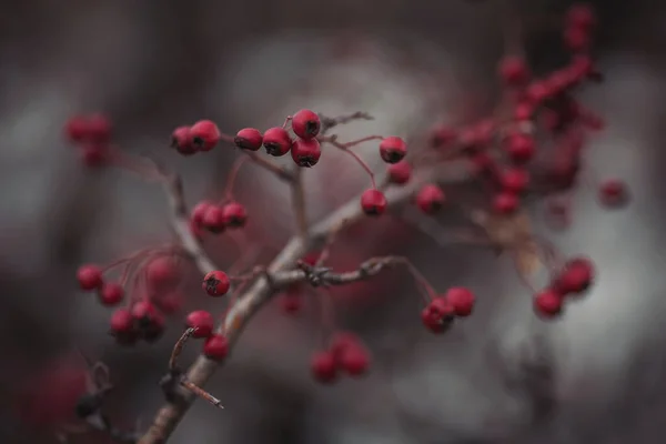 Sonbaharın Sonundaki Dikenli Meyveler Hawthorn Romantik Bir Sonbahar Eğri Büğrü — Stok fotoğraf