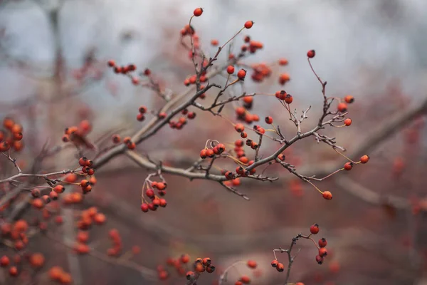 Hawthorn Berries Late Autumn Romantic Autumn Still Life Hawthorn Wrinkled — Stock Photo, Image