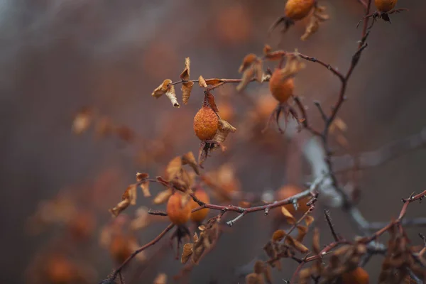 在冬季的一天拍了一张干蔷薇的特写照片 枝子上有红色的蔷薇果 浪漫的秋天依然生机勃勃 晚秋的时候 玫瑰果在灌木丛中被擦拭过 — 图库照片