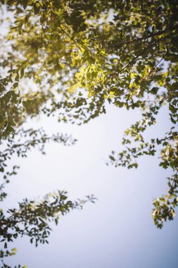 Yaz günü gökyüzünün arka planında taze yeşil yaprakları olan akçaağaç dalı. Ağacın dalları çok güzeldir, parlak yeşil yapraklardır ve yaz mevsimini izlemek için tazedir..