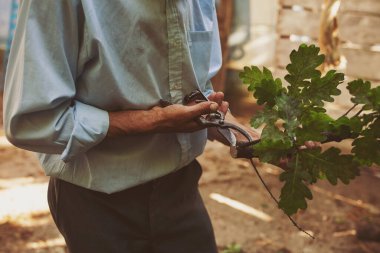 Makasla bir dal koparan köylü ellerini kapat. Adam ağaç dallarını testereyle kesiyor..