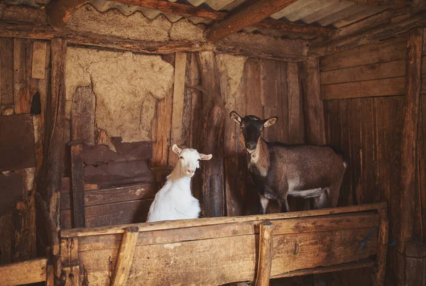 Kozie Zwierzę Domowe Farmie Tle Zwierzęta Domowe Jedzenie Stanie Wewnątrz — Zdjęcie stockowe