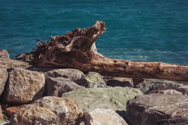 Motifs Marins Vieil Arbre Mort Sur Plage Sur Côte Méditerranéenne — Photo