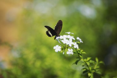 Kelebek bahçesindeki çiçeklerin üzerinde oturan çok sayıda canlı kahverengi ve mavi tropikal yağmur ormanlarına yakın durun. Bir kelebek yaprakla beslenir. Büyük sevimli Kelebek.