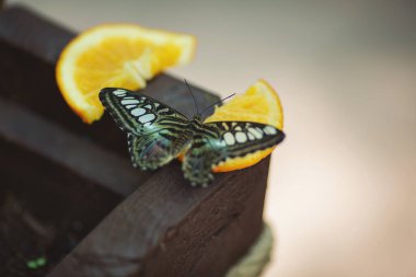 Kelebek bahçesinde meyve yiyen çok sayıda canlı kahverengi ve mavi tropikal yağmur ormanlarına yakın. Bir kelebek mandalinayla beslenir. Büyük sevimli Kelebek Mavi Morpho.