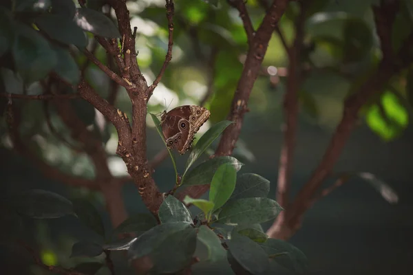 Kelebek Bahçesindeki Dalda Oturan Çok Sayıda Canlı Kahverengi Mavi Tropikal — Stok fotoğraf