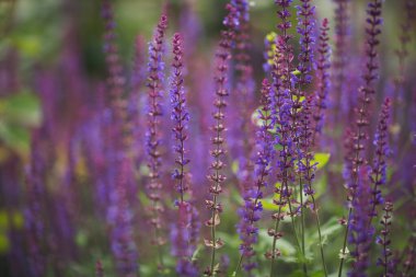 Tarlada çiçekler. Yaz doğası. yakın plan mavi ve mor adaçayı çiçekleri bulanık arkaplan. 
