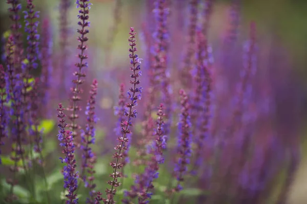 Flowers Field Summer Nature Close Blue Purple Sage Blossoms Blurry — Stockfoto